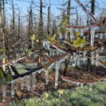 Limburgse fruittelers beschermen bloesems tegen nachtvorst in Eijsden