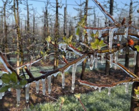 Limburgse fruittelers beschermen bloesems tegen nachtvorst in Eijsden