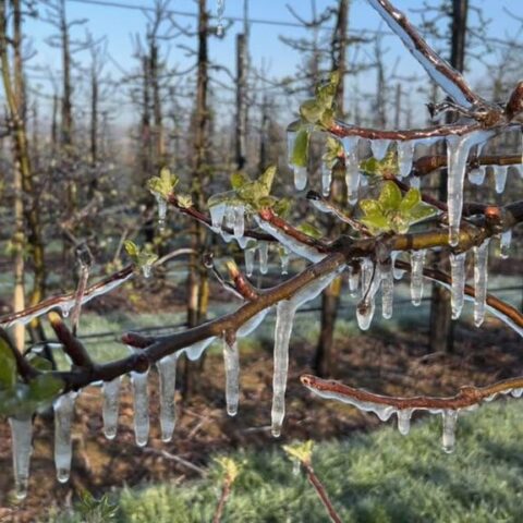 Limburgse fruittelers beschermen bloesems tegen nachtvorst in Eijsden