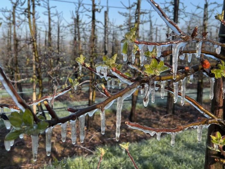 Limburgse fruittelers beschermen bloesems tegen nachtvorst in Eijsden