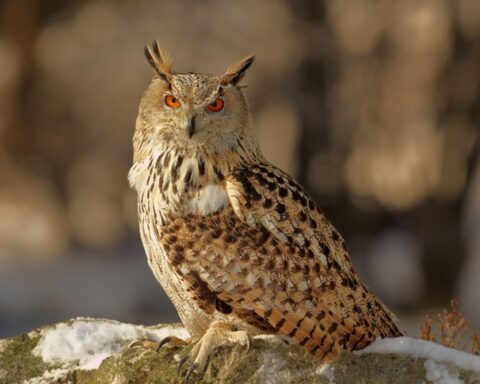 Marjon Savelsberg ontvangt award voor onderzoek naar uilengeluiden in Houston, Minnesota