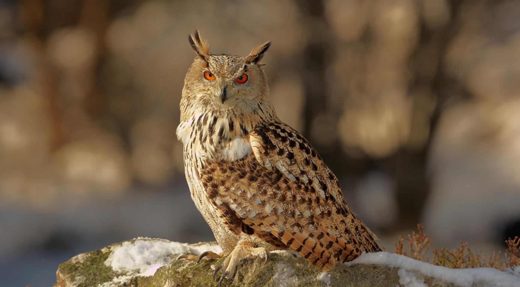 Marjon Savelsberg ontvangt award voor onderzoek naar uilengeluiden in Houston, Minnesota