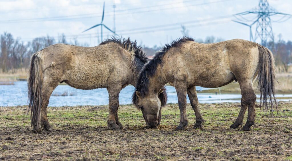 Nederlands paardenfokker onder strafrechtelijk onderzoek wegens vermeende illegale sperma-export