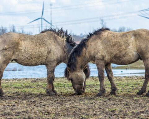 Nederlands paardenfokker onder strafrechtelijk onderzoek wegens vermeende illegale sperma-export