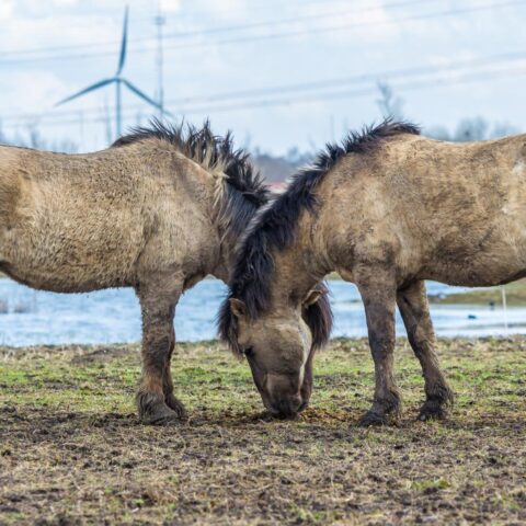 Nederlands paardenfokker onder strafrechtelijk onderzoek wegens vermeende illegale sperma-export