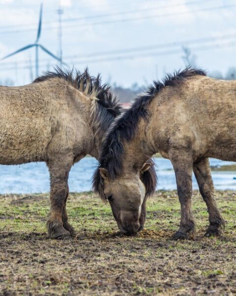 Nederlands paardenfokker onder strafrechtelijk onderzoek wegens vermeende illegale sperma-export