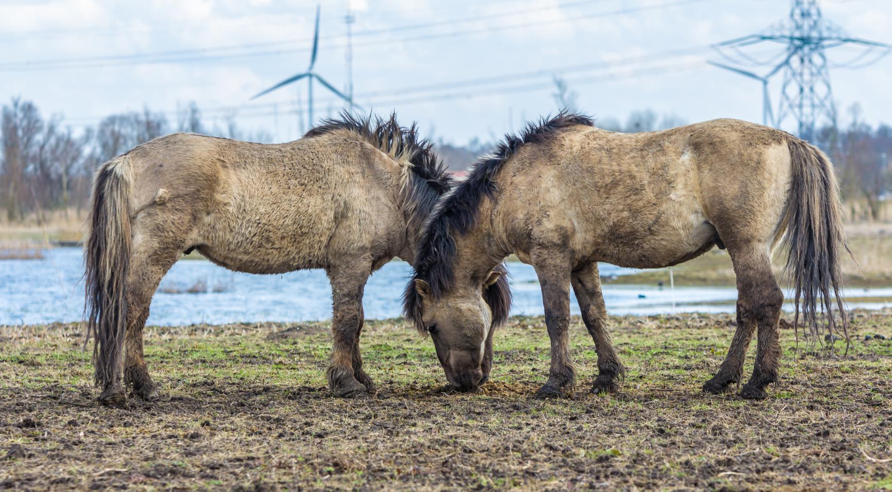 Nederlands paardenfokker onder strafrechtelijk onderzoek wegens vermeende illegale sperma-export
