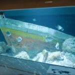 Oudste aquarium ter wereld in Artis weer geopend na vijf jaar renovatie