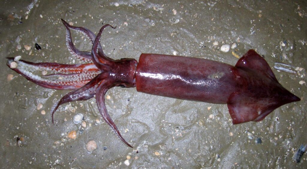 Record aantal Europese vliegende inktvissen aangespoeld op Nederlandse stranden