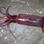 Record aantal Europese vliegende inktvissen aangespoeld op Nederlandse stranden