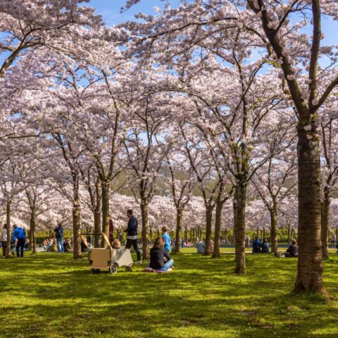 Sociaal-economische raad roept op tot duidelijke, langetermijn duurzaamheidsstrategie