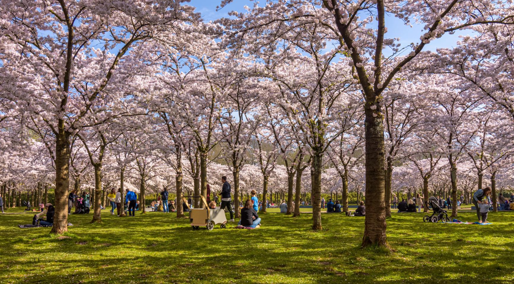 Sociaal-economische raad roept op tot duidelijke, langetermijn duurzaamheidsstrategie