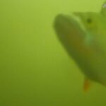 Utrecht's visdeurbeld gaat open; duizenden wachten op vissen die een slot nodig hebben