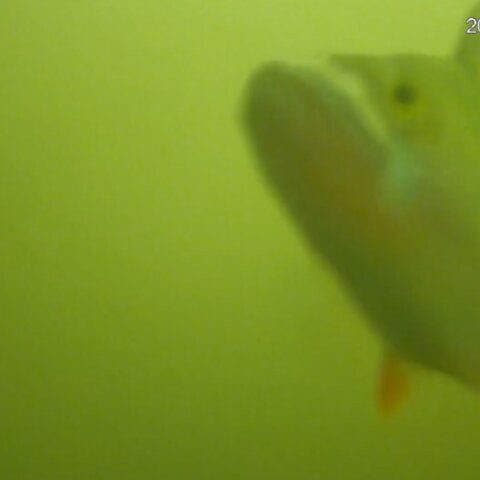 Utrecht's visdeurbeld gaat open; duizenden wachten op vissen die een slot nodig hebben