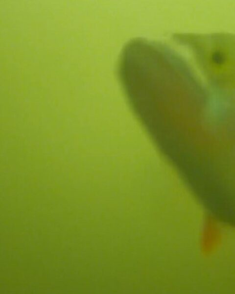 Utrecht's visdeurbeld gaat open; duizenden wachten op vissen die een slot nodig hebben