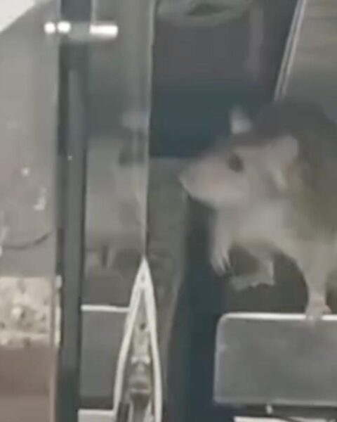Viraal video van rattenplaag leidt tot sluiting van restaurant in Amsterdam