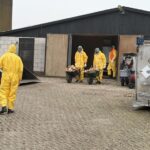 Vogelgriep ontdekt in Putten, 23.000 kippen geruimd om verdere verspreiding te voorkomen