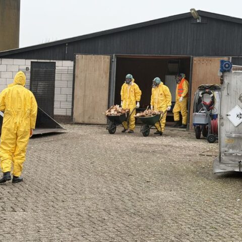 Vogelgriep ontdekt in Putten, 23.000 kippen geruimd om verdere verspreiding te voorkomen