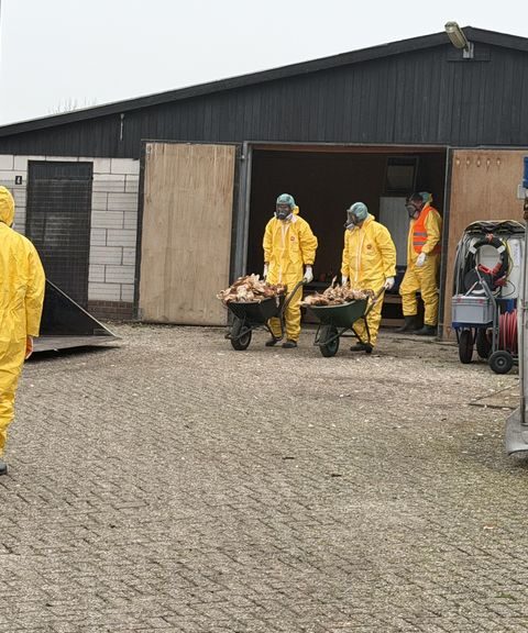 Vogelgriep ontdekt in Putten, 23.000 kippen geruimd om verdere verspreiding te voorkomen
