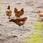 Vogelgriep vastgesteld in Ede, 34.000 kippen afgemaakt voor volksgezondheid