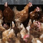 Vogelgriep vastgesteld in Neede, bijna 100.000 hennen geruimd door NVWA
