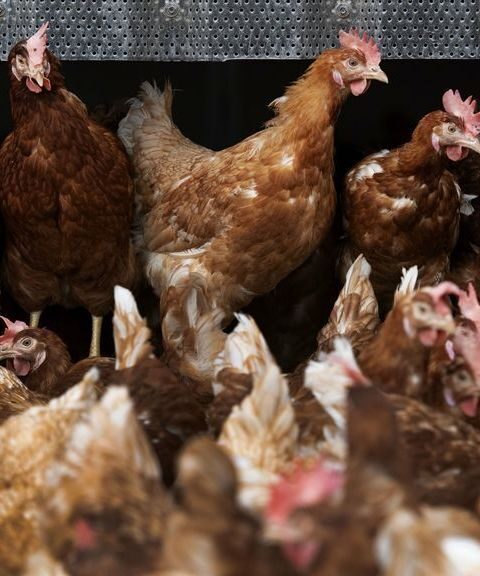 Vogelgriep vastgesteld in Neede, bijna 100.000 hennen geruimd door NVWA