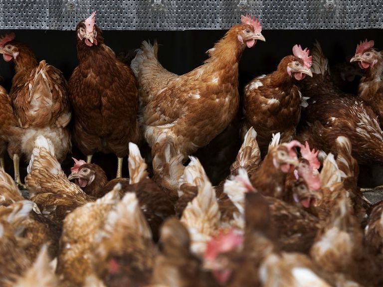 Vogelgriep vastgesteld in Neede, bijna 100.000 hennen geruimd door NVWA