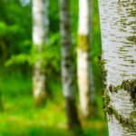 Vroegbloeien van bomen leidt tot allergiewaarschuwing, terwijl Nederland warme start van maart registreert