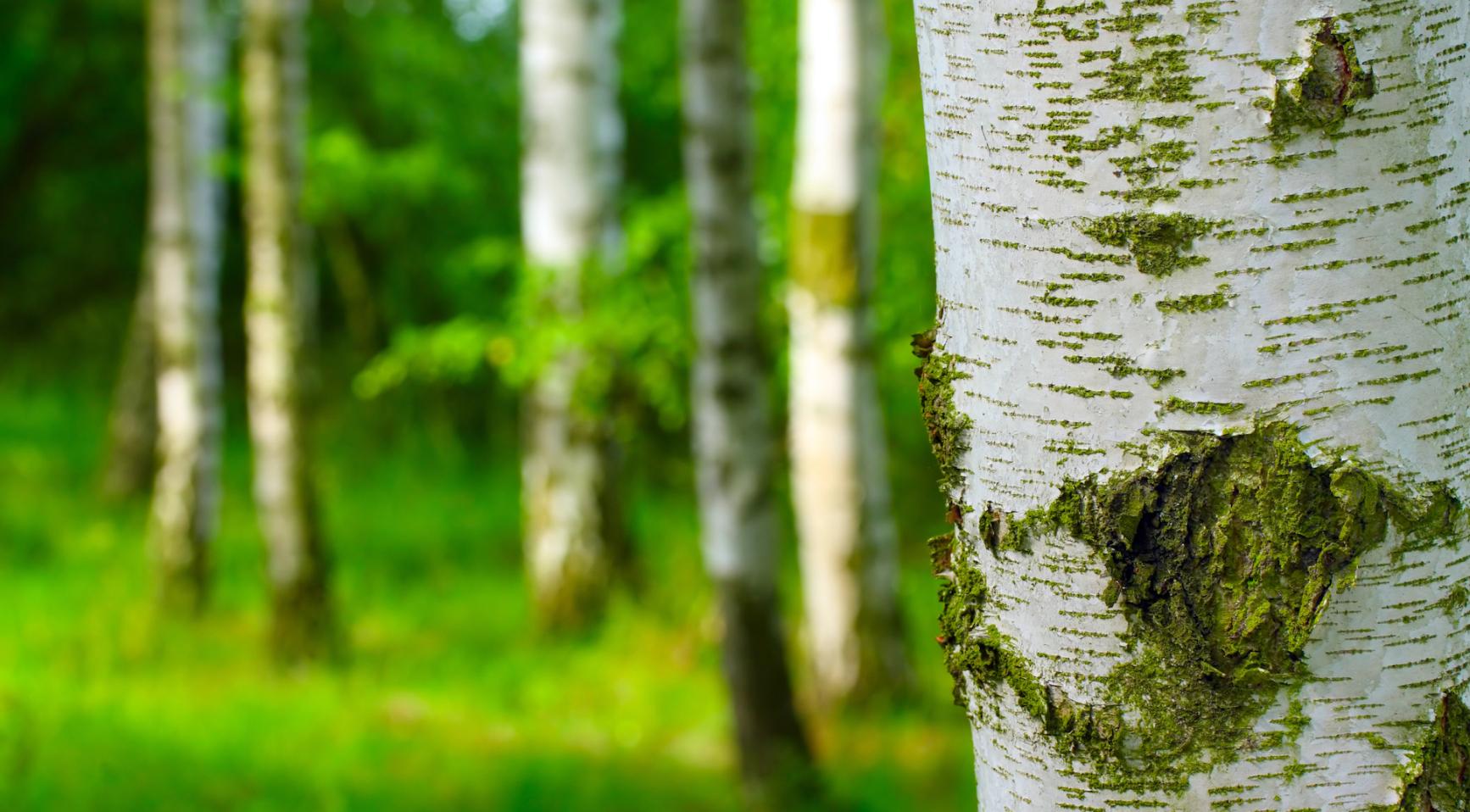 Vroegbloeien van bomen leidt tot allergiewaarschuwing, terwijl Nederland warme start van maart registreert