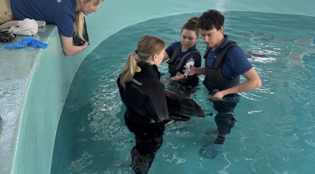 Walvisachtigen gered uit ondiepe wateren bij Vlieland, herstellen nu in Harlingen