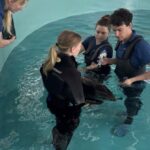 Walvisachtigen gered uit ondiepe wateren bij Vlieland, herstellen nu in Harlingen