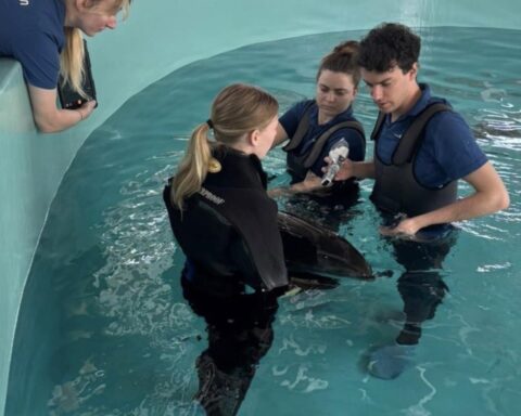 Walvisachtigen gered uit ondiepe wateren bij Vlieland, herstellen nu in Harlingen