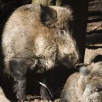 Wilde zwijnen veroorzaken toenemende overlast in Hattem, gemeente waarschuwt inwoners