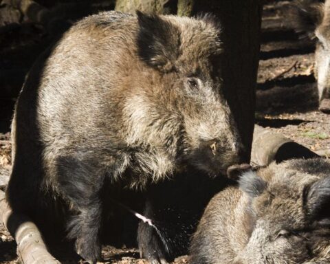 Wilde zwijnen veroorzaken toenemende overlast in Hattem, gemeente waarschuwt inwoners