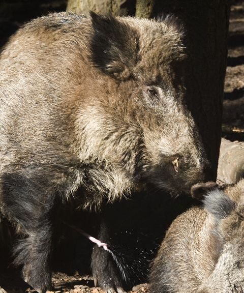 Wilde zwijnen veroorzaken toenemende overlast in Hattem, gemeente waarschuwt inwoners