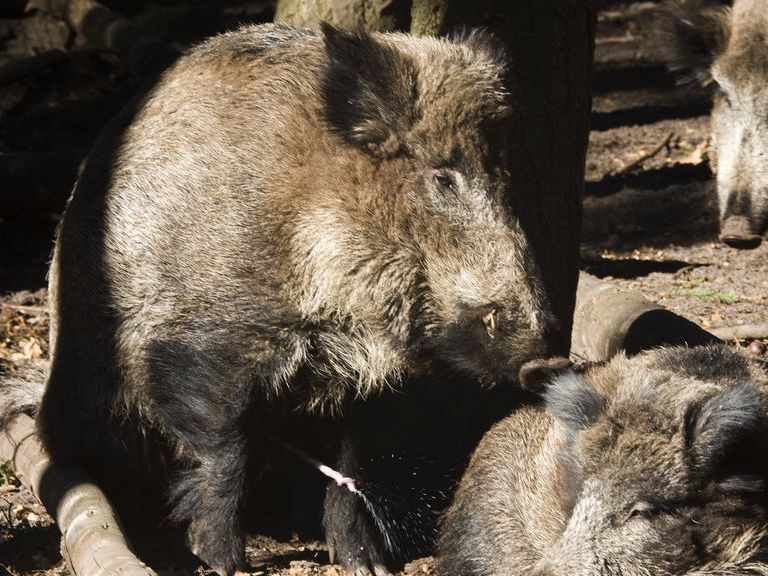 Wilde zwijnen veroorzaken toenemende overlast in Hattem, gemeente waarschuwt inwoners