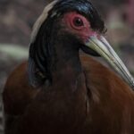Wildlands Zoo sluit vogels tentoonstelling na virus dat drie Madagascar-kraanvogels doodt