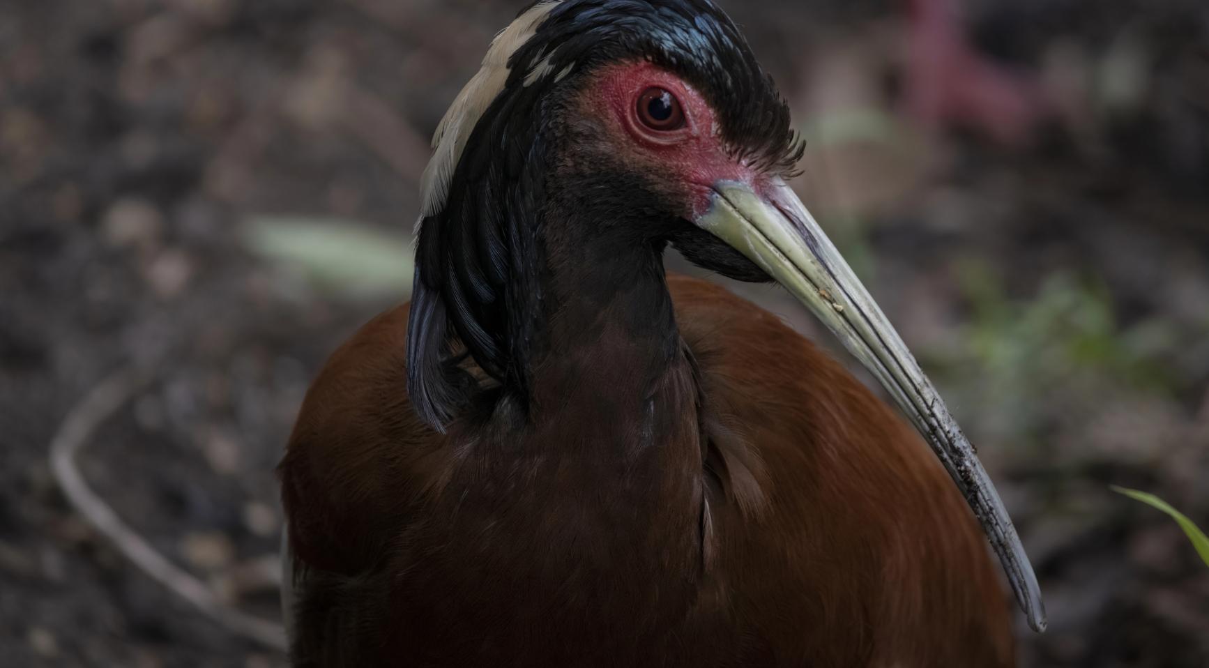 Wildlands Zoo sluit vogels tentoonstelling na virus dat drie Madagascar-kraanvogels doodt