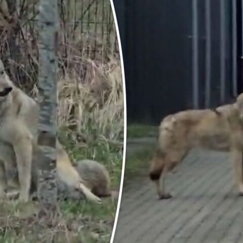 Wolf gespot tijdens fietsexamen voor basisschoolleerlingen in Hengelo