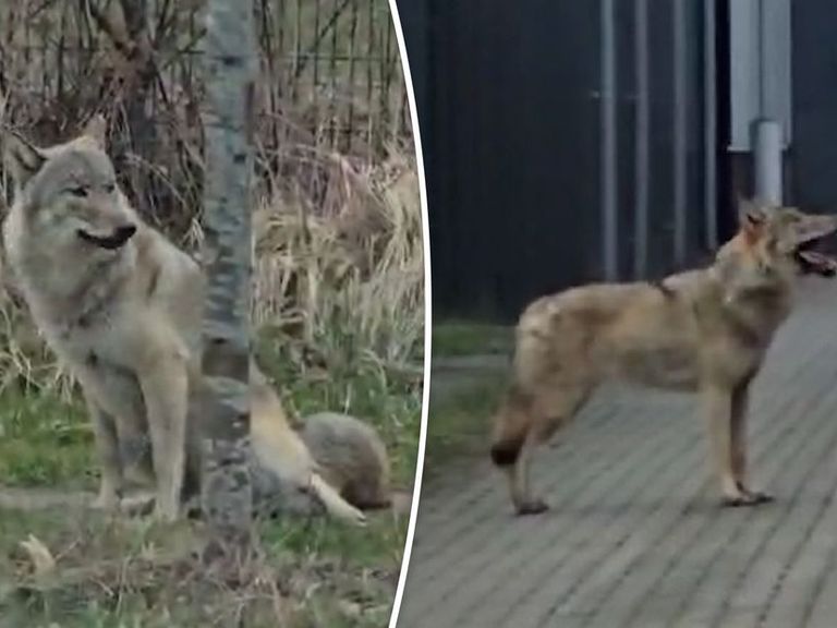 Wolf gespot tijdens fietsexamen voor basisschoolleerlingen in Hengelo