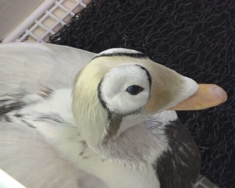 Zeldzame brileider in Ecomare op Texel overleden na gezondheidsproblemen