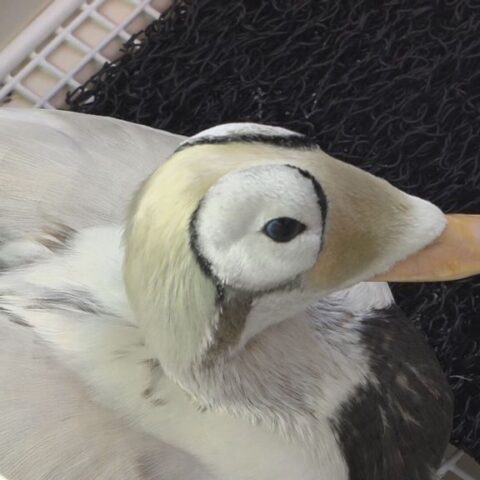 Zeldzame brileider in Ecomare op Texel overleden na gezondheidsproblemen