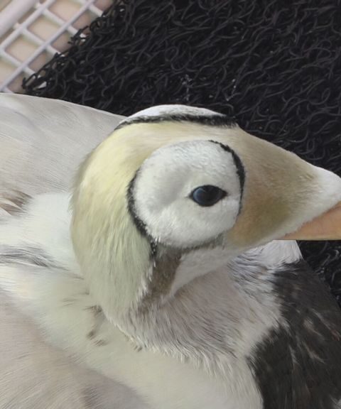 Zeldzame brileider in Ecomare op Texel overleden na gezondheidsproblemen