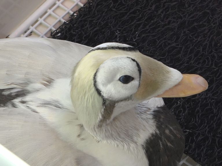 Zeldzame brileider in Ecomare op Texel overleden na gezondheidsproblemen