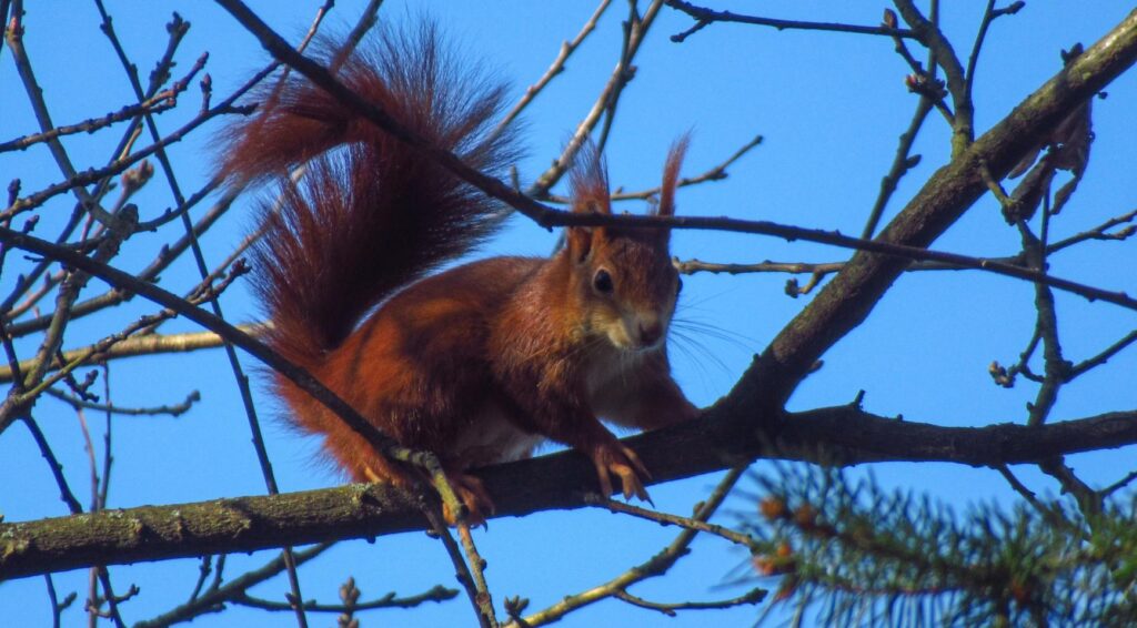 Amsterdam herbergt nu tussen de 300 en 500 eekhoorns, met speciale route in Amsterdamse Bos