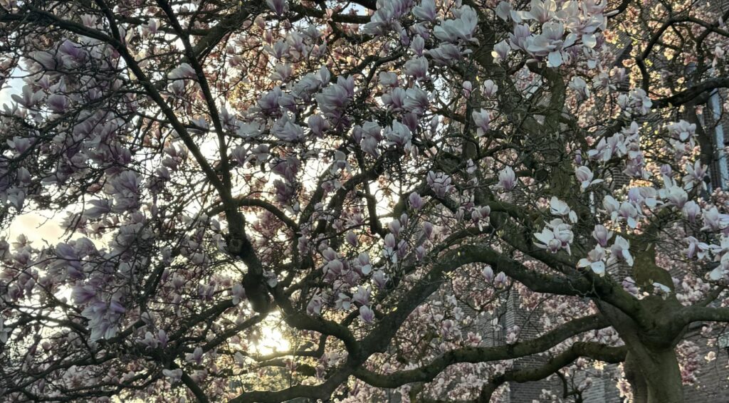 April is de enige maand zonder code oranje of rode waarschuwing in Nederland