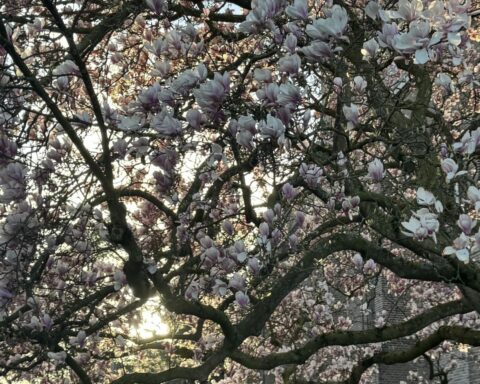 April is de enige maand zonder code oranje of rode waarschuwing in Nederland