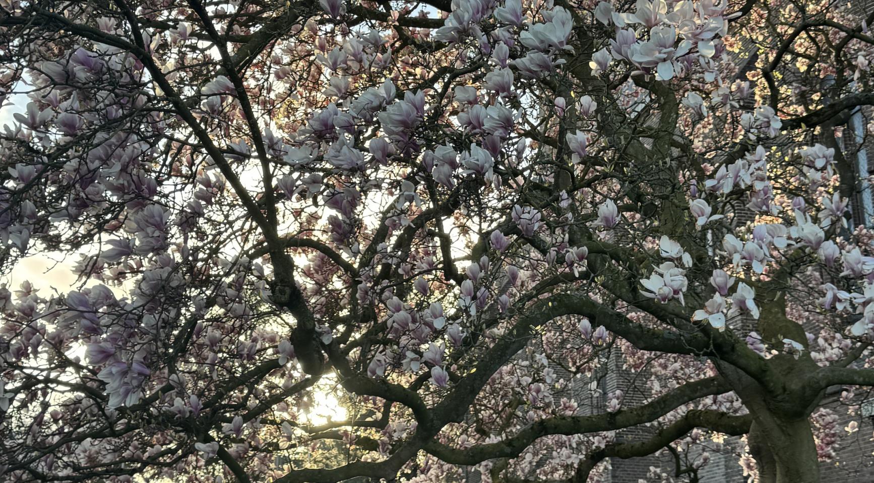 April is de enige maand zonder code oranje of rode waarschuwing in Nederland