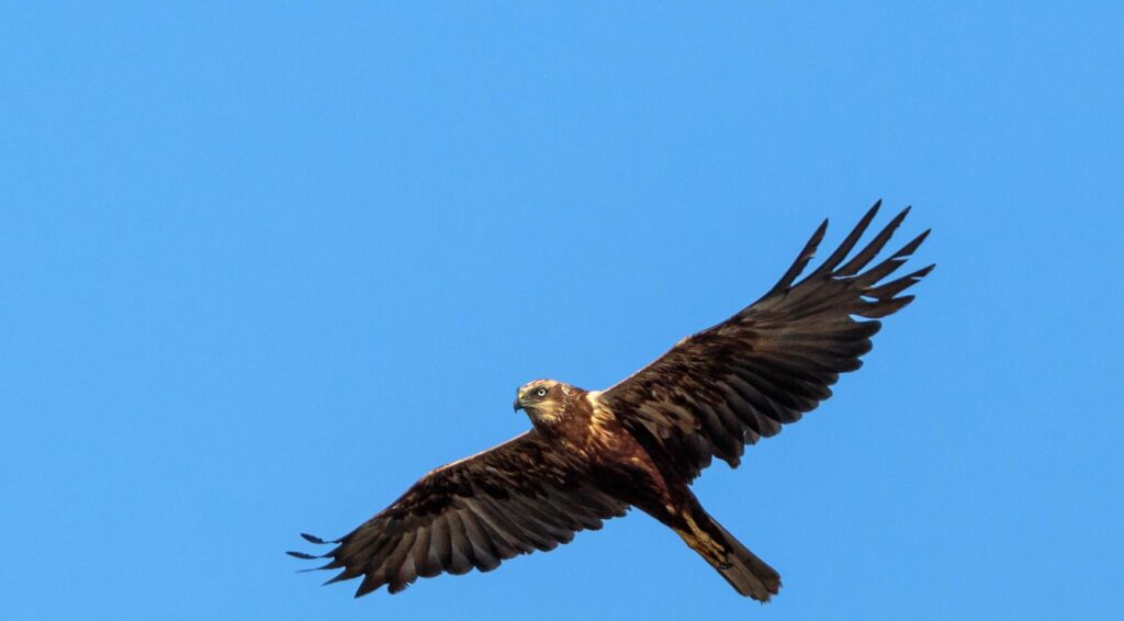 Broedseizoen: buizerds zorgen voor overlast bij hardlopers en fietsers in Nederland