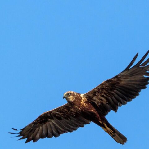 Broedseizoen: buizerds zorgen voor overlast bij hardlopers en fietsers in Nederland